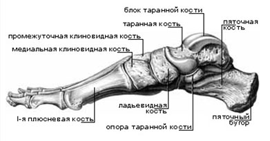 anatomiya stopy
